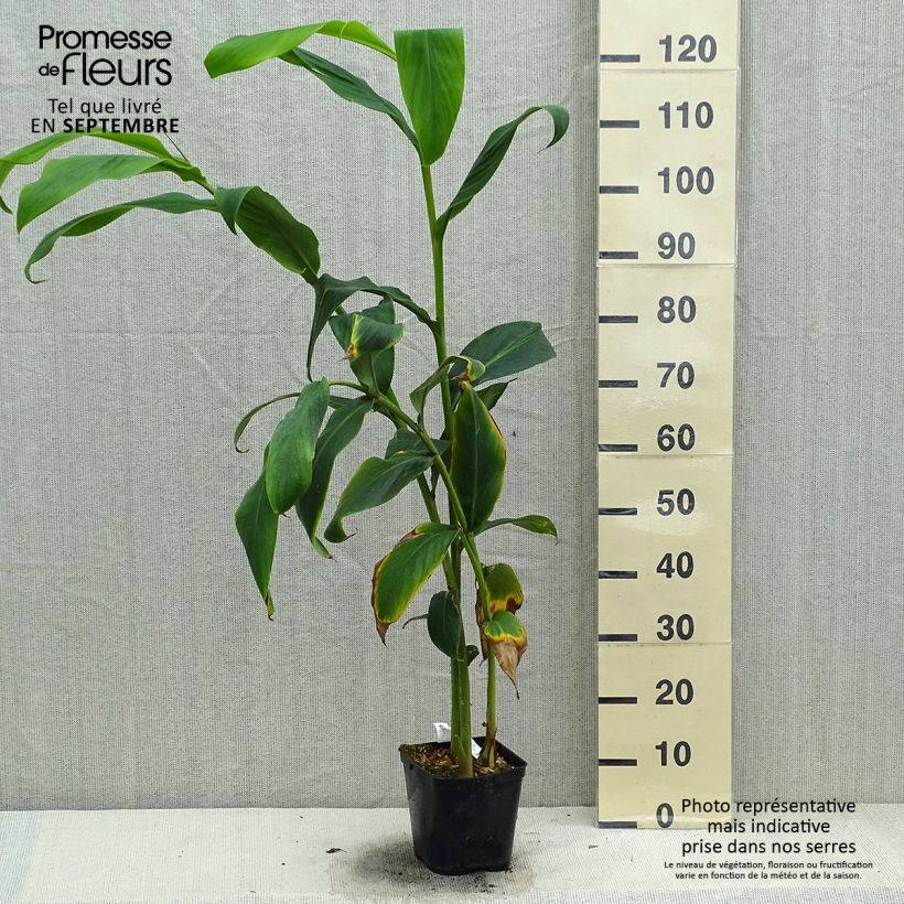 Exemplaar van Hedychium forrestii - Gemberlelie Pot van 3 l/4 l zoals geleverd in de herfst