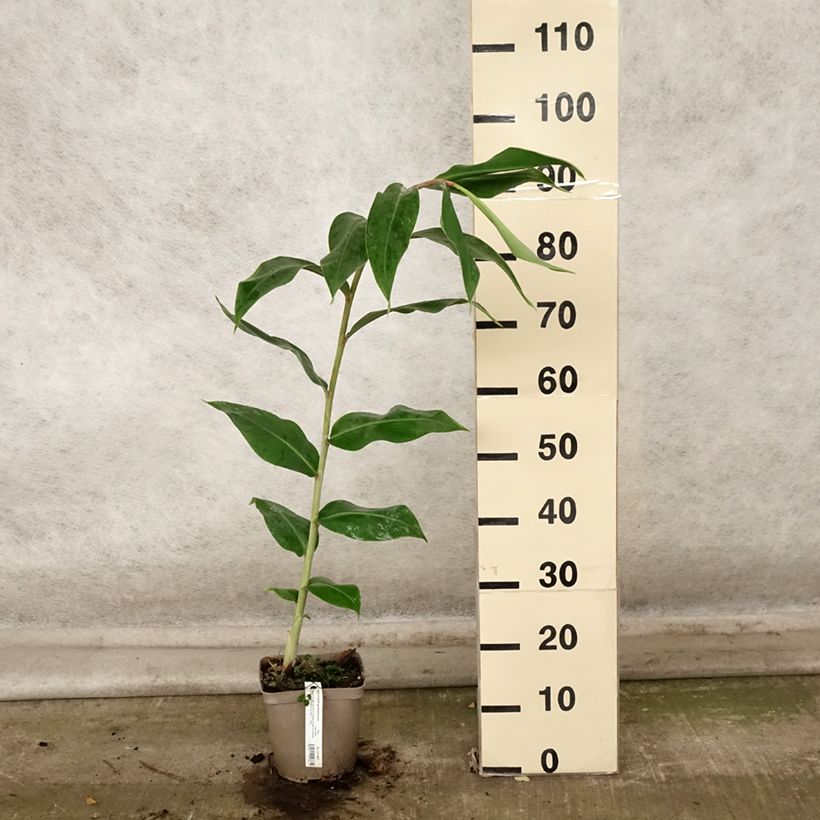Exemplaar van Hedychium gardnerianum in pot - Siergember Pot van 2 l/3 l zoals geleverd in de herfst
