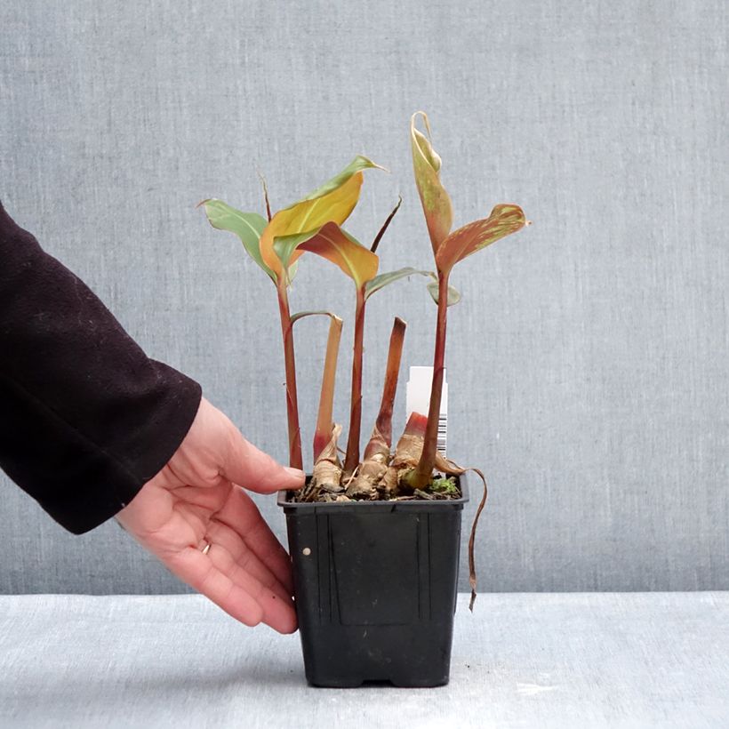 Example of Hedychium greenii - Gingembre corail Pot van 1 l/1,5 l as you get in hiver