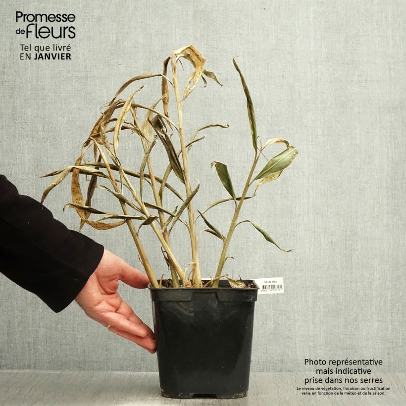 Example of Hedychium villosum var. tenuiflorum - Gingembre d'ornement Pot van 3 l/4 l as you get in hiver