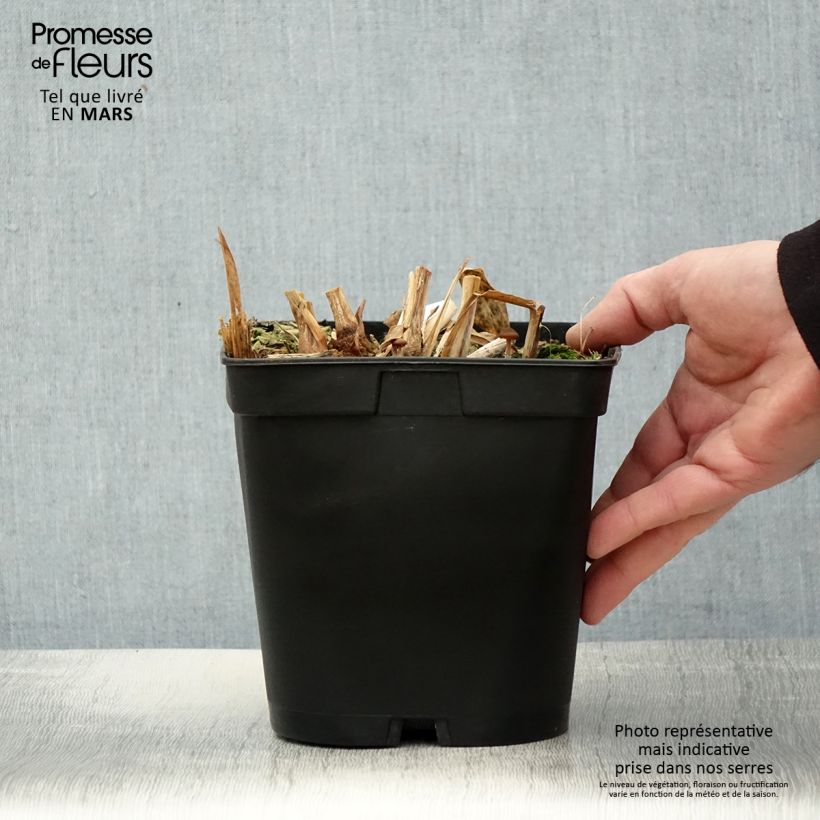 Exemplaar van Hedychium villosum tenuiflorum - Gemberlelie Pot van 3 l/4 l zoals geleverd in de lente