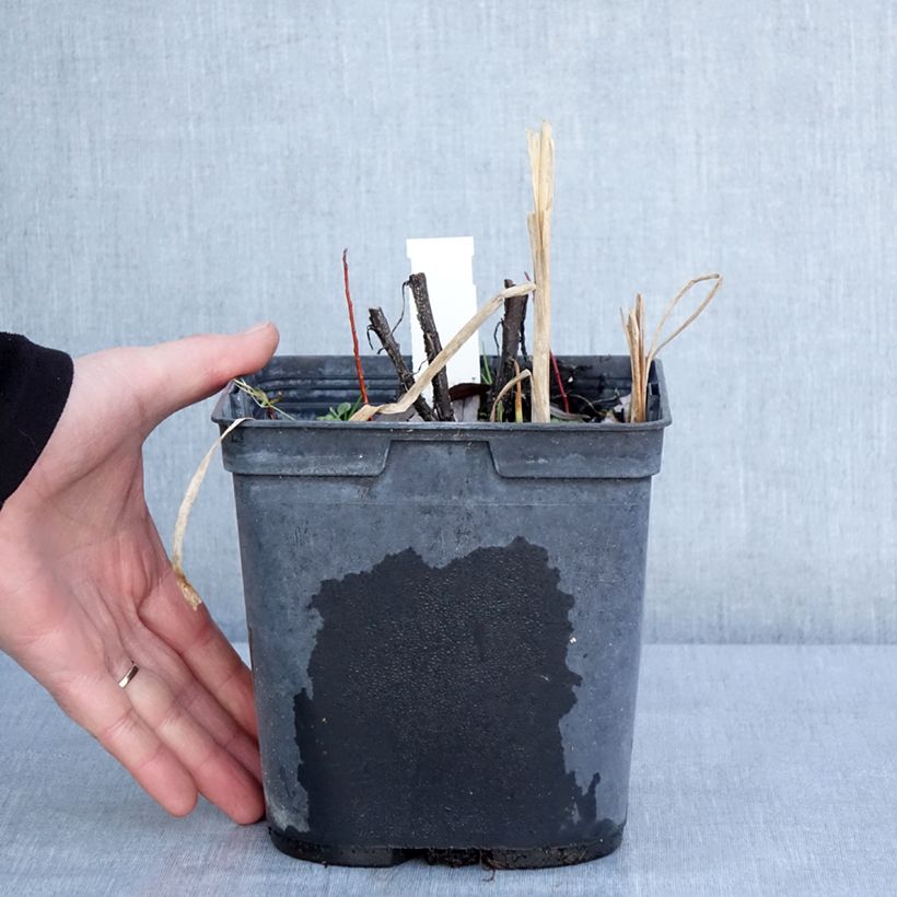 Example of Hélénium Double Trouble - Hélénie jaune Pot van 2 l/3 l as you get in hiver