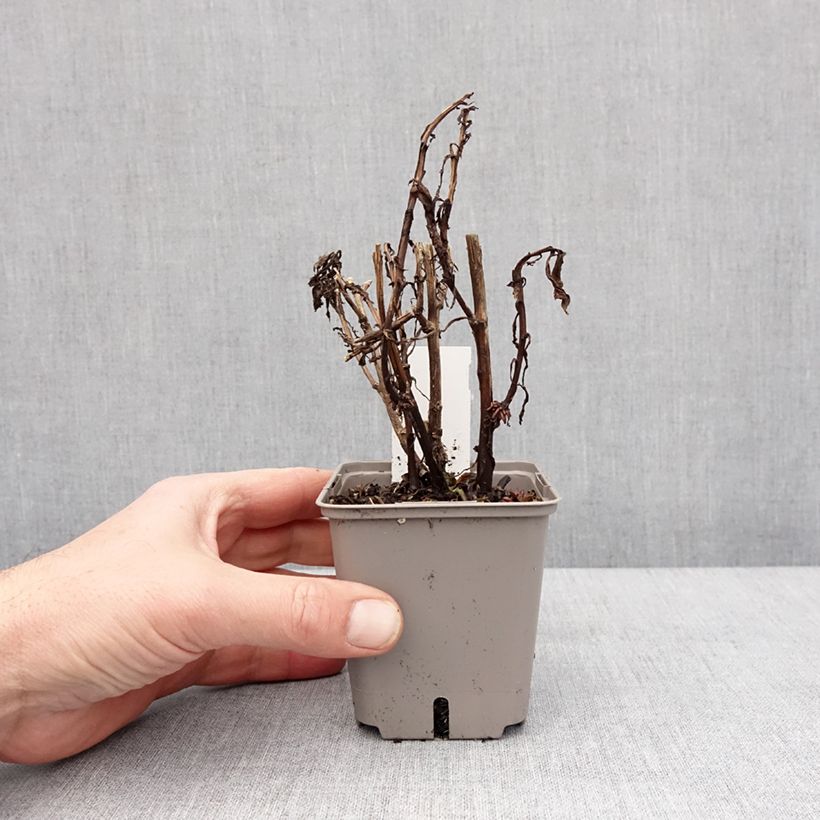 Example of Helenium Okra Sundae - Hélénie Kweekpotje van 8/9 cm as you get in hiver