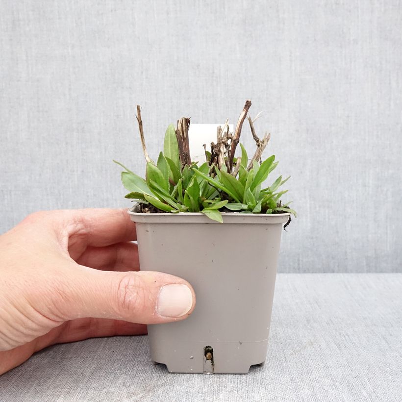 Exemplaar van Helenium Okra Sundae - Zonnekruid Kweekpotje van 8/9 cm zoals geleverd in de lente