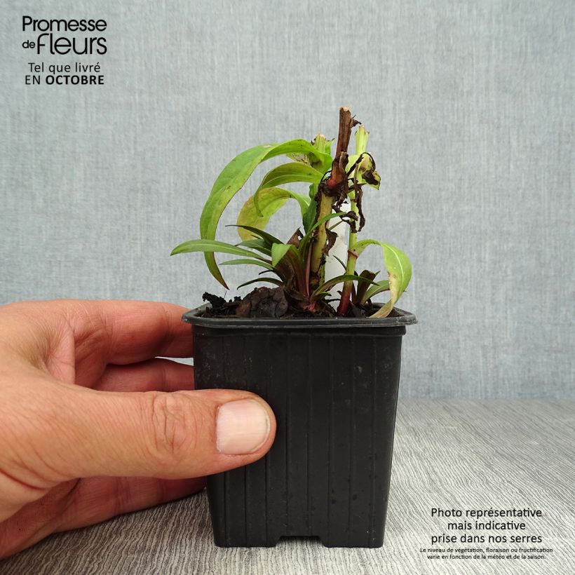 Exemplaar van Helenium Poncho - Zonnekruid Kweekpotje van 8/9 cm zoals geleverd in de herfst