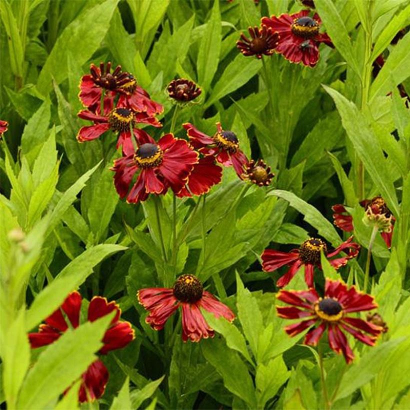 Helenium Potter's Wheel - Zonnekruid (Bloei)