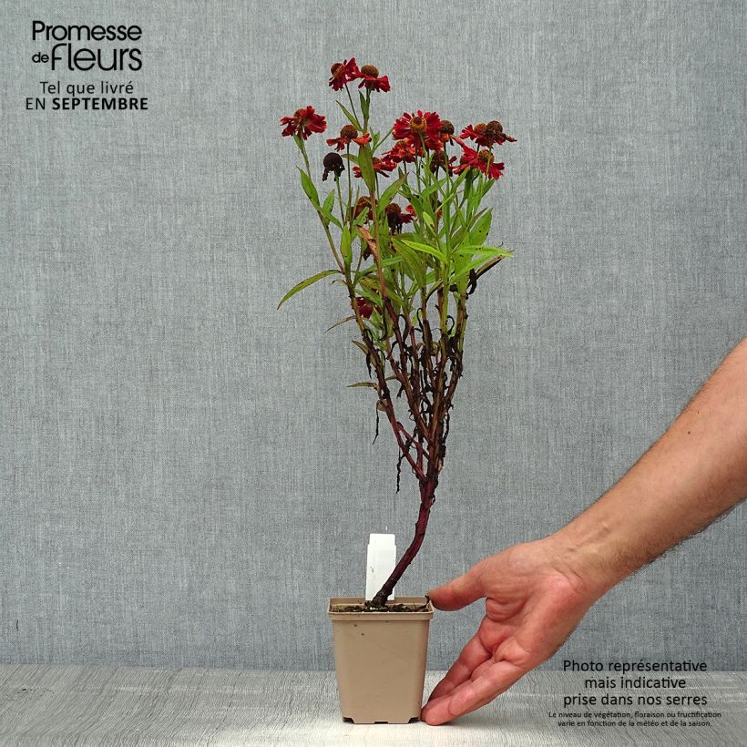 Exemplaar van Helenium automnale Mariachi Ranchera - Zonnekruid Kweekpotje van 8/9 cm zoals geleverd in de zomer