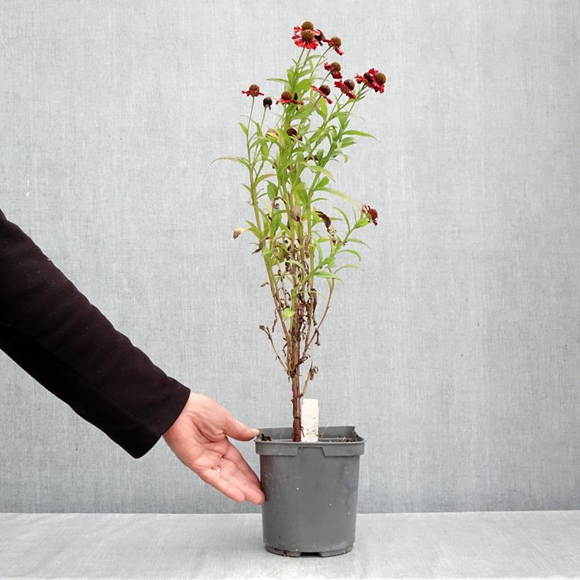 Exemplaar van Helenium Ruby Tuesday - Zonnekruid Pot van 2 l/3 l zoals geleverd in de herfst