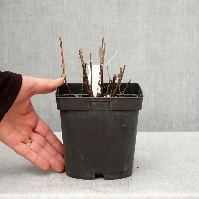 Exemplaar van Helenium Ruby Tuesday - Zonnekruid Pot van 2 l/3 l zoals geleverd in de lente