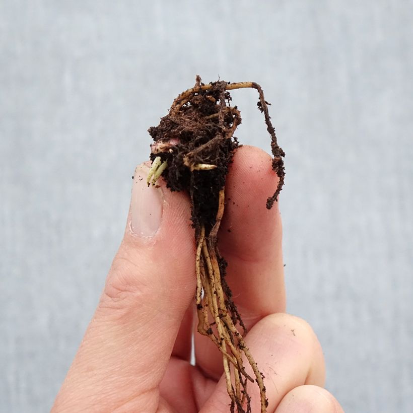 Example of Helenium Ruby Tuesday - Zonnekruid Naakte wortel as you get in hiver