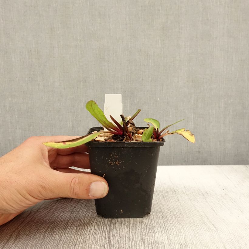 Exemplaar van Helenium Sahin's Early Flowerer - Zonnekruid Kweekpotje van 8/9 cm zoals geleverd in de herfst