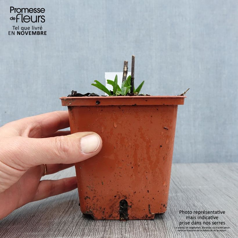 Exemplaar van Helenium Sahin's Early Flowerer - Zonnekruid Pot van 1,5 l/2 l zoals geleverd in de herfst