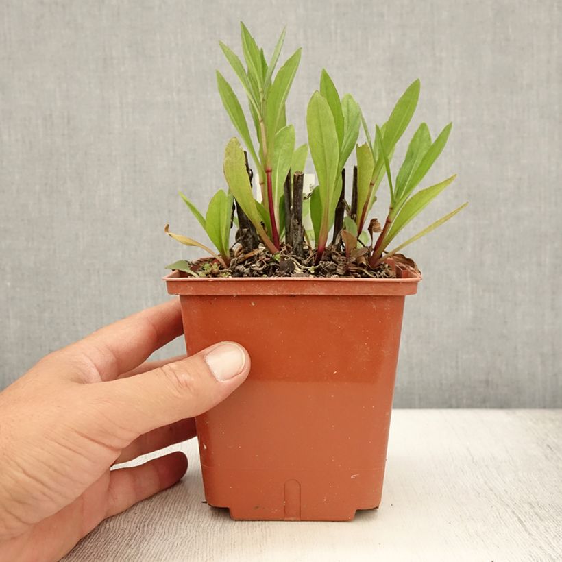 Exemplaar van Helenium Sahin's Early Flowerer - Zonnekruid Pot van 1,5 l/2 l zoals geleverd in de zomer
