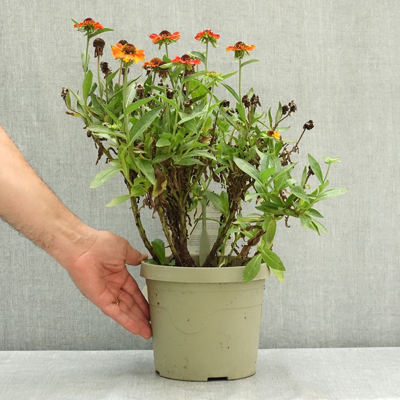 Exemplaar van Helenium Short'n Sassy - Zonnekruid Pot van 3 l/4 l zoals geleverd in de zomer