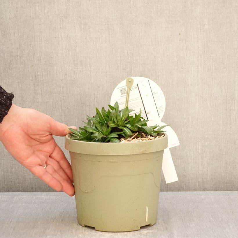 Exemplaar van Helenium Short'n Sassy - Zonnekruid Pot van 3 l/4 l zoals geleverd in de winter