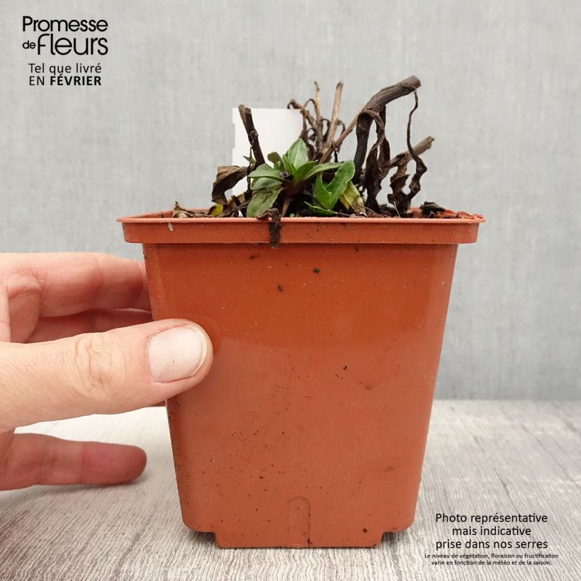 Example of Helenium Short'n 'Sassy - Hélénie jaune orangé. Pot van 1 l/1,5 l as you get in hiver