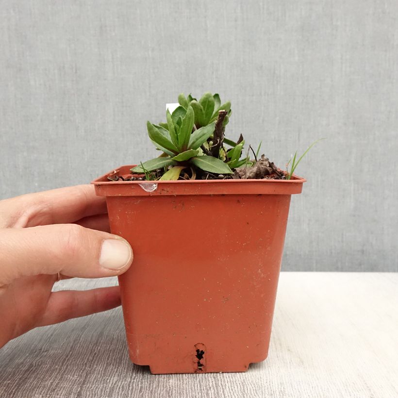 Exemplaar van Helenium Short'n Sassy - Zonnekruid Pot van 1 l/1,5 l zoals geleverd in de lente