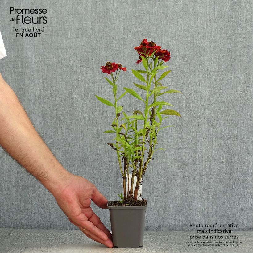 Exemplaar van Helenium Strawberry Sundae - Zonnekruid Kweekpotje van 8/9 cm zoals geleverd in de zomer