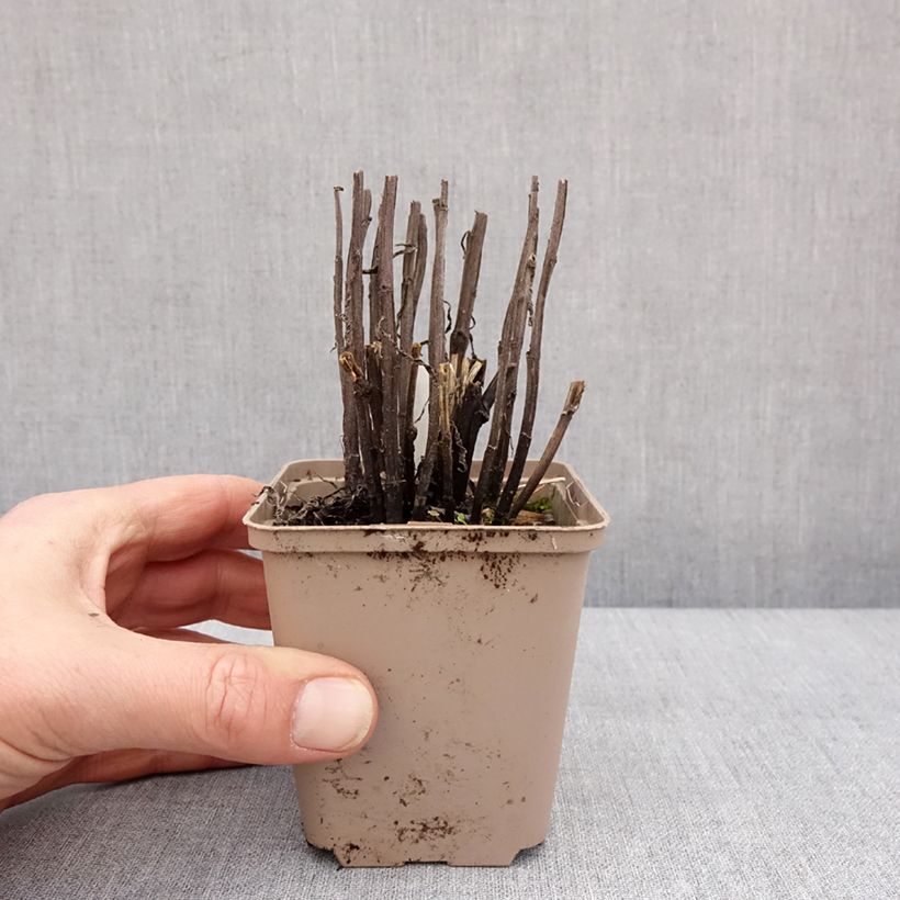 Example of Helenium Strawberry Sundae - Hélénie Kweekpotje van 8/9 cm as you get in hiver