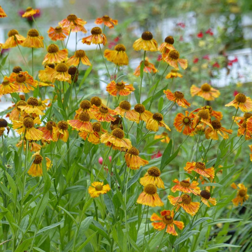 Helenium Waltraut - Zonnekruid (Plant habit)