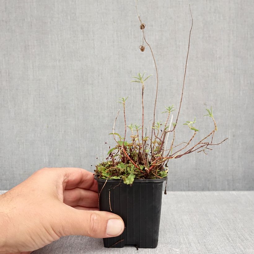 Exemplaar van Helianthemum apenninum - Wit zonneroosje Kweekpotje van 8/9 cm zoals geleverd in de herfst