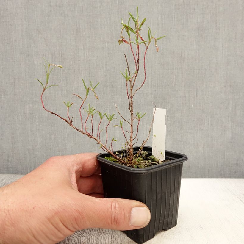 Exemplaar van Helianthemum apenninum - Wit zonneroosje Kweekpotje van 8/9 cm zoals geleverd in de lente