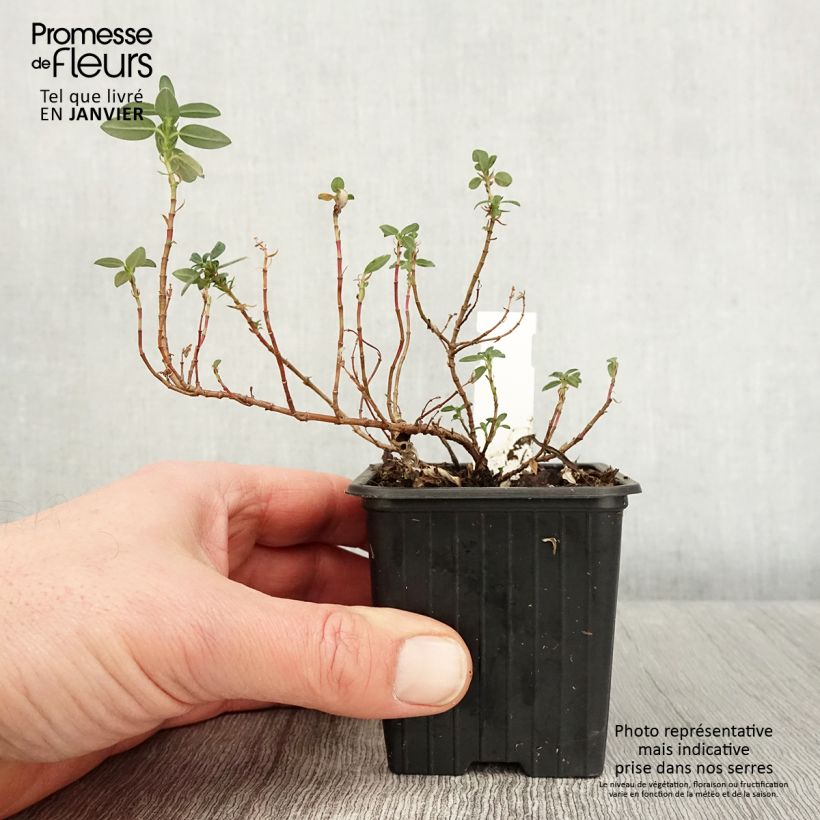 Example of Helianthemum Ben Alder - Hélianthème orange à coeur rouge Kweekpotje van 8/9 cm as you get in hiver