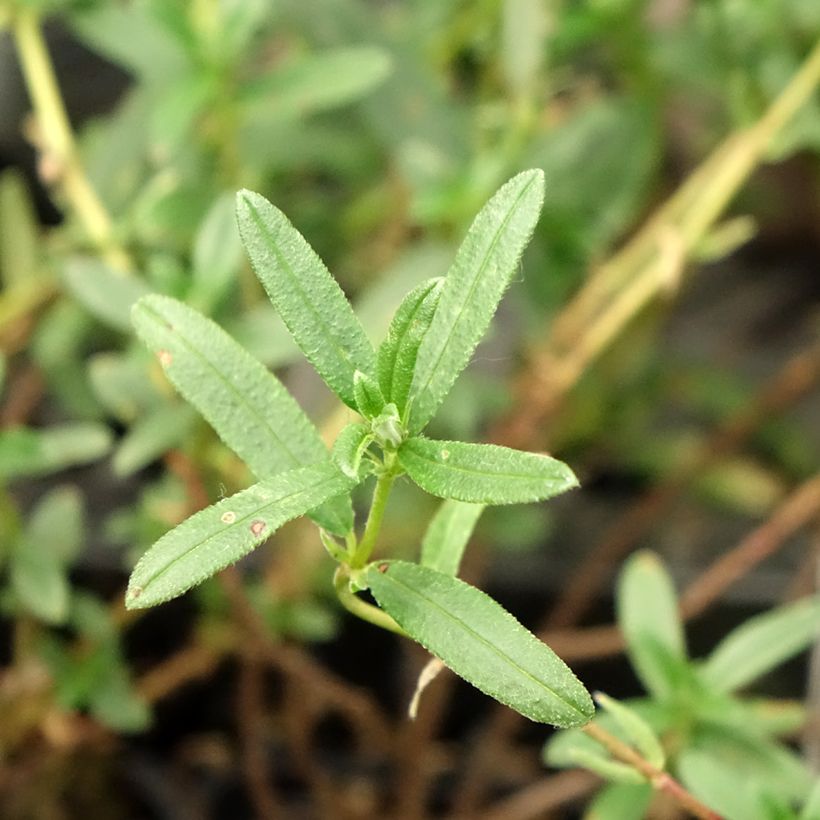 Helianthemum Cerise Queen - Zonneroosje (Blad)