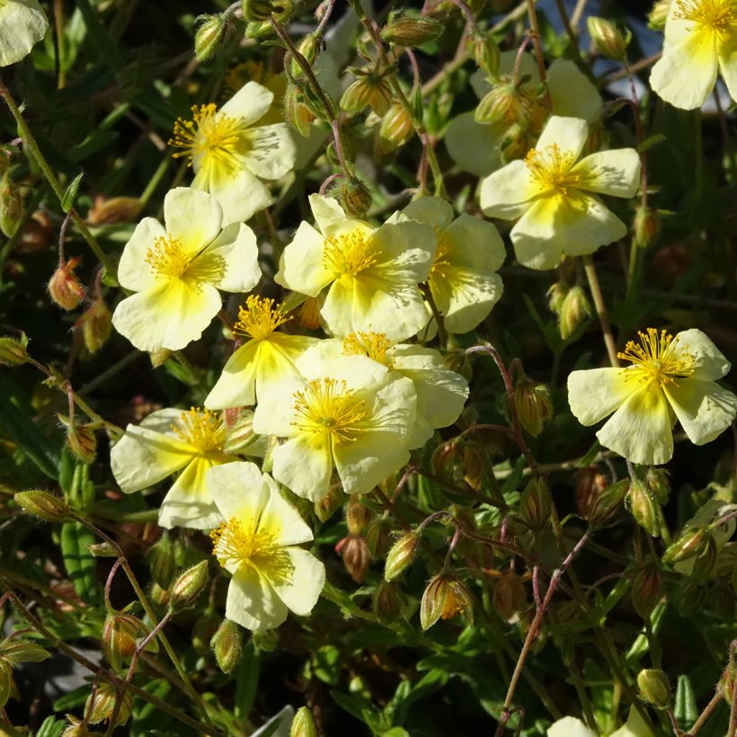 Helianthemum Elfenbeinglanz - Zonneroosje (Bloei)