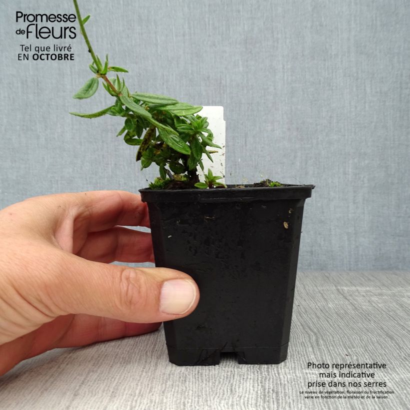 Exemplaar van Helianthemum Elfenbeinglanz - Zonneroosje Kweekpotje van 8/9 cm zoals geleverd in de herfst
