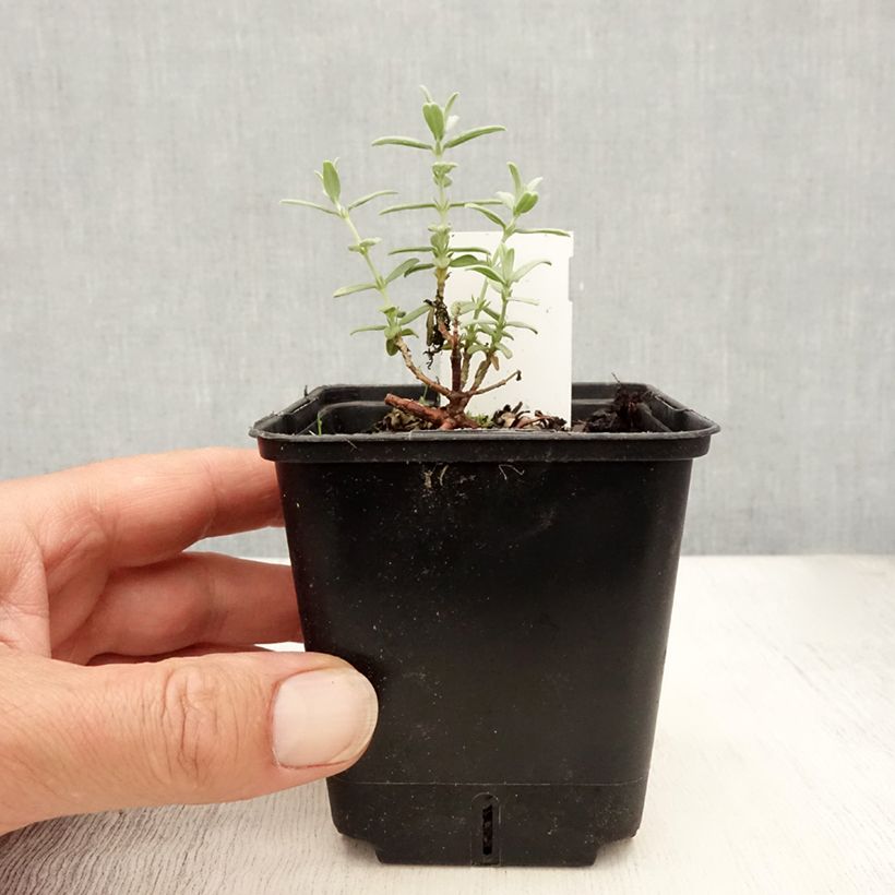 Exemplaar van Helianthemum Fire Dragon - Zonneroosje Kweekpotje van 8/9 cm zoals geleverd in de zomer
