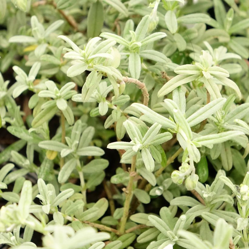 Helianthemum Fire Dragon - Zonneroosje (Blad)