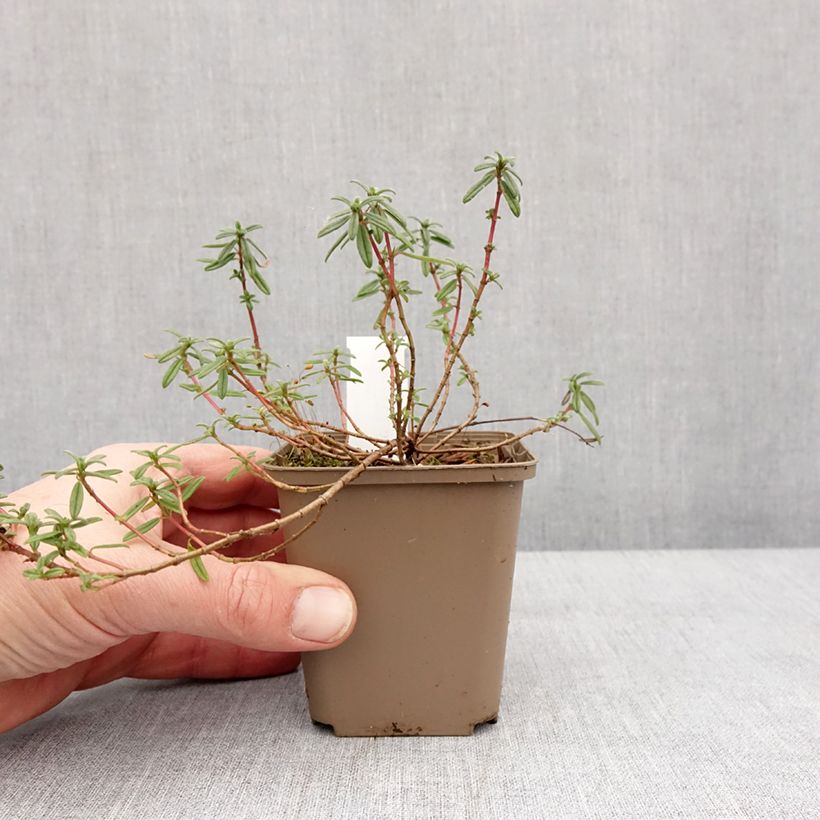 Example of Helianthemum Golden Queen - Zonneroosje Kweekpotje van 8/9 cm as you get in hiver