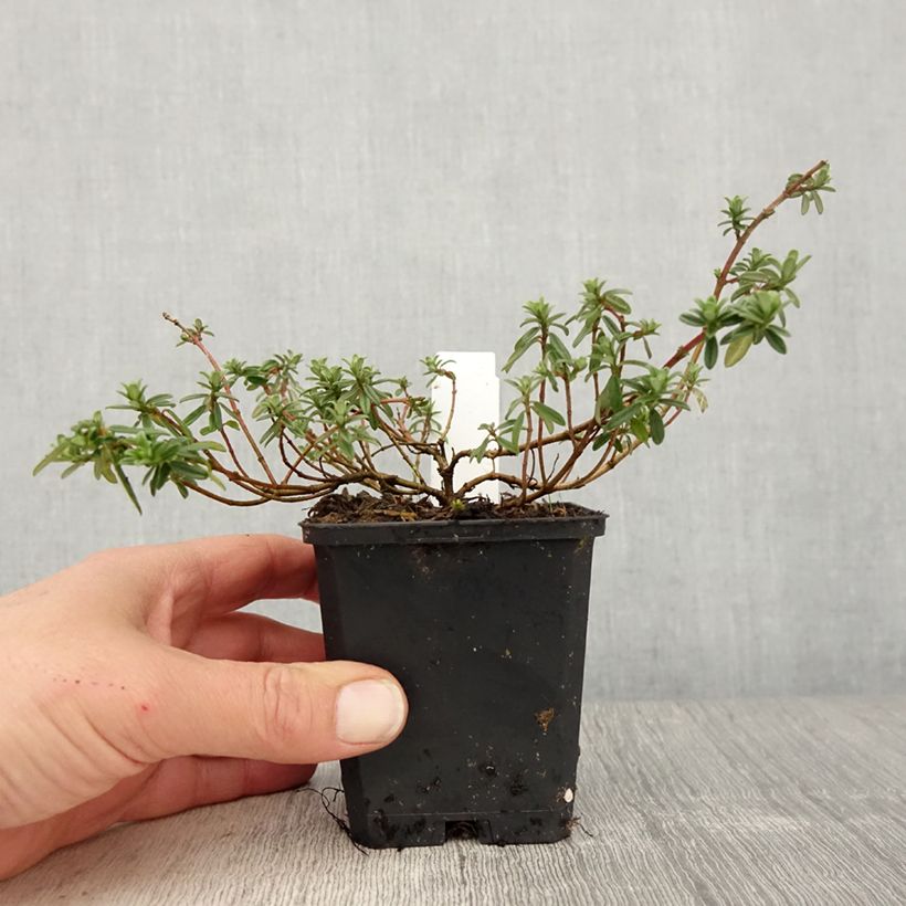 Exemplaar van Helianthemum Golden Queen - Zonneroosje Kweekpotje van 8/9 cm zoals geleverd in de lente