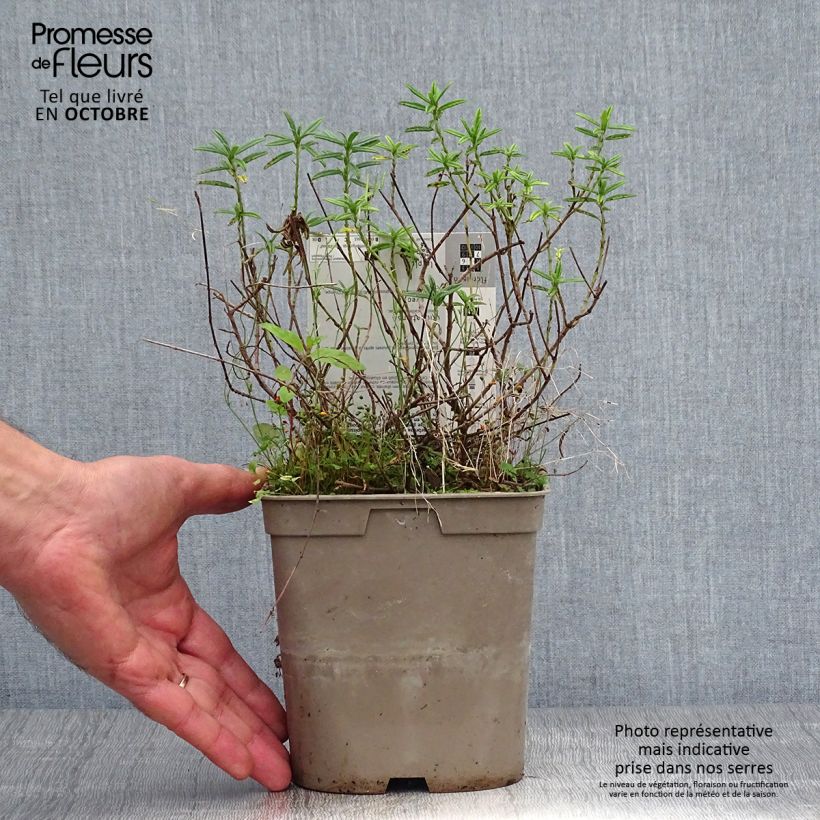 Exemplaar van Helianthemum Hartswood Ruby - Zonneroosje Pot van 2 l/3 l zoals geleverd in de herfst