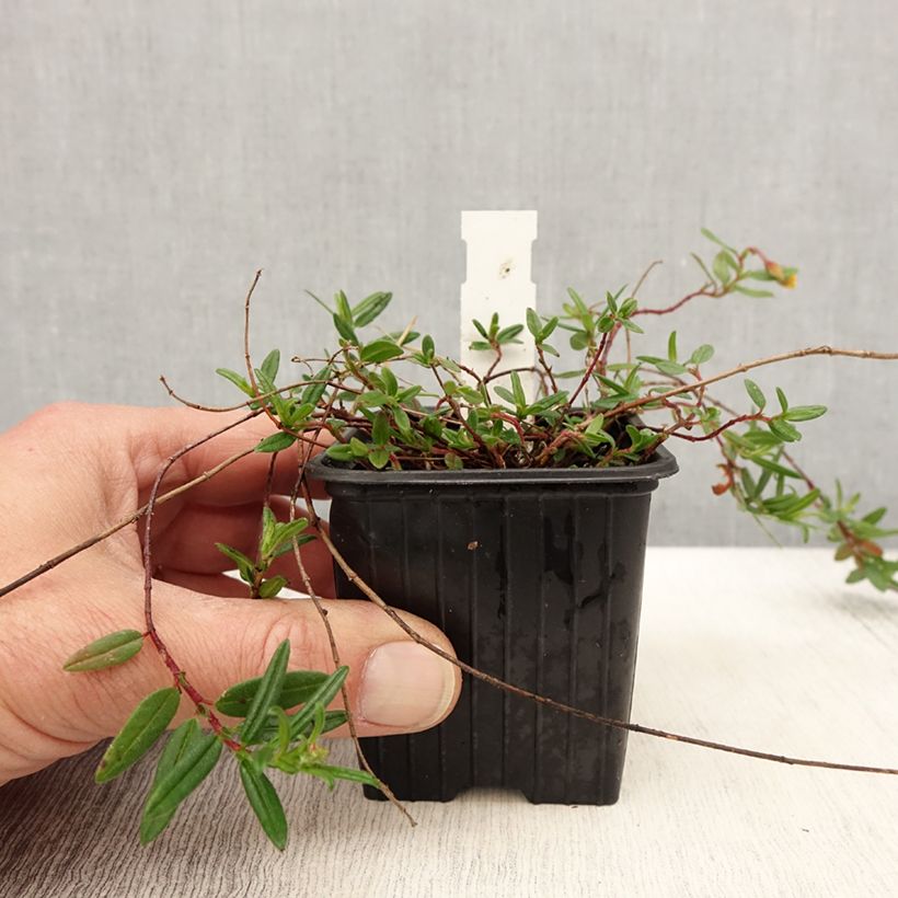 Exemplaar van Helianthemum nummularium - Geel zonneroosje Kweekpotje van 8/9 cm zoals geleverd in de lente