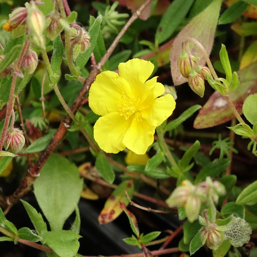 Helianthemum nummularium - Geel zonneroosje (Bloei)