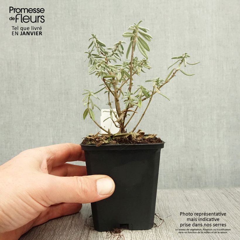 Example of Helianthemum Rhodanthe Carneum - Hélianthème rose pastel. Kweekpotje van 8/9 cm as you get in hiver