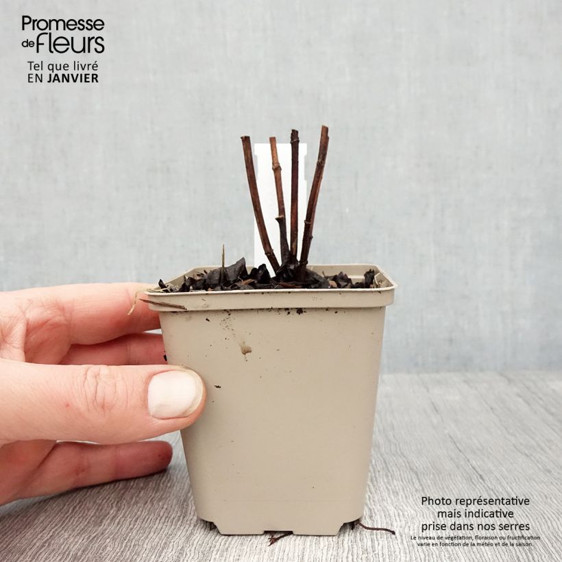 Example of Helianthus decapetalus Plenus - Vaste zonnebloem Kweekpotje van 8/9 cm as you get in hiver