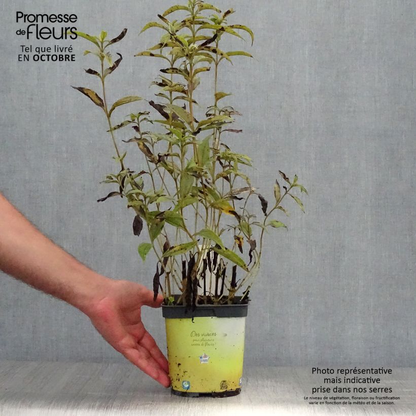 Exemplaar van Helianthus Lemon Queen - Vaste zonnebloem Pot van 2 l/3 l zoals geleverd in de herfst