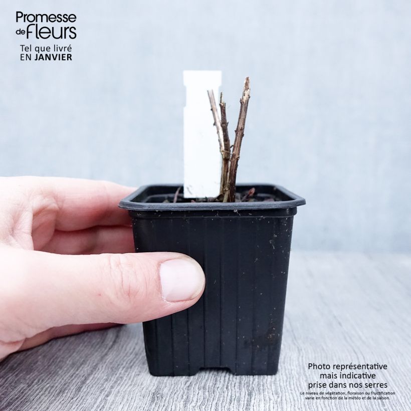 Example of Helianthus salicifolius Table Mountain - Wilgebladzonnebloem Kweekpotje van 8/9 cm as you get in hiver