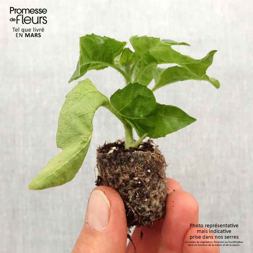 Example of Helianthus Sunbelievable Brown Eyed Girl - Soleil vivace Mini-mot Ø 3/4 cm as you get in printemps