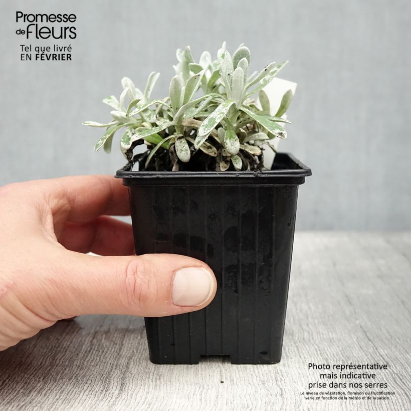 Example of Helichrysum amorginum Ruby Cluster - Kerrieplant Kweekpotje van 8/9 cm as you get in hiver