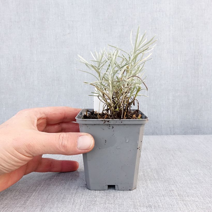 Example of Helichrysum angustifolium Tall Curry - Kerrieplant Kweekpotje van 8/9 cm as you get in hiver