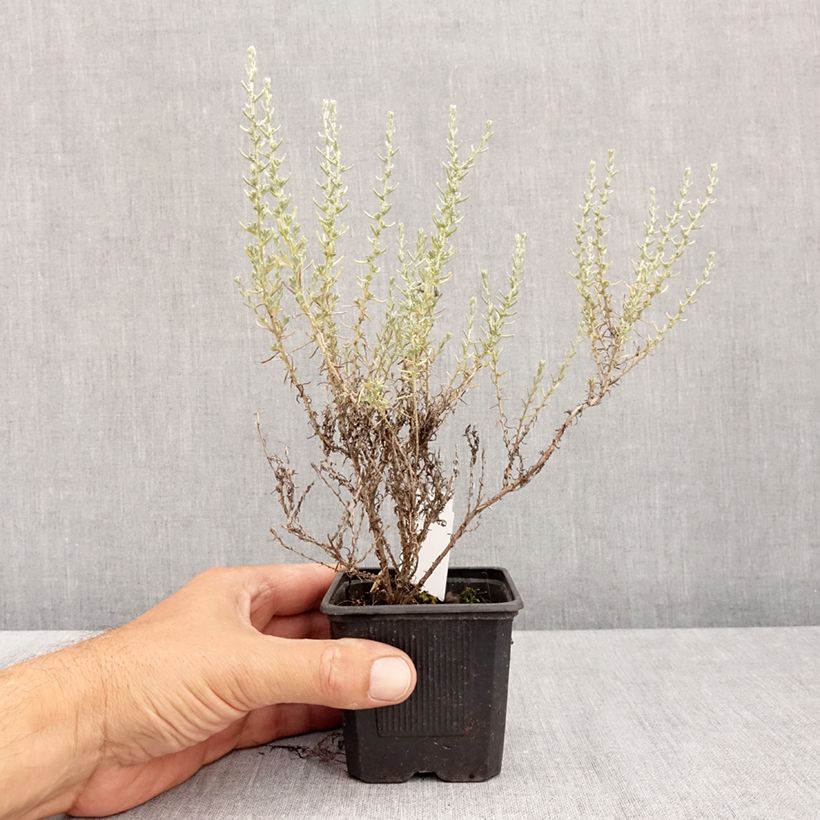 Example of Helichrysum italicum Aladin - Kerrieplant Kweekpotje van 8/9 cm as you get in ete