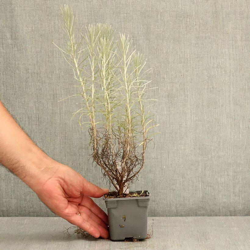 Exemplaar van Helichrysum italicum subsp. serotinum - Kerrieplant Kweekpotje van 8/9 cm zoals geleverd in de zomer