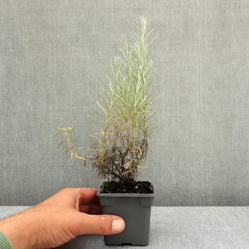 Exemplaar van Helichrysum italicum subsp. serotinum - Kerrieplant Kweekpotje van 8/9 cm zoals geleverd in de lente