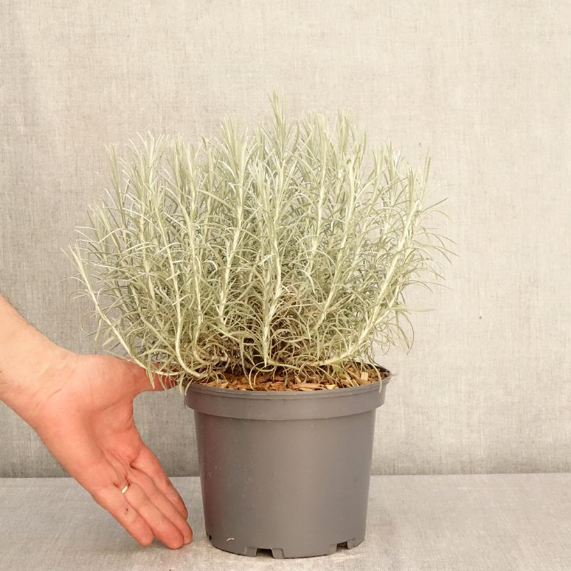 Exemplaar van Helichrysum italicum subsp. serotinum - Kerrieplant Pot van 3 l/4 l zoals geleverd in de lente