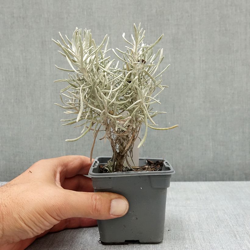 Exemplaar van Helichrysum italicum Weisses Wunder - Kerrieplant Kweekpotje van 8/9 cm zoals geleverd in de zomer