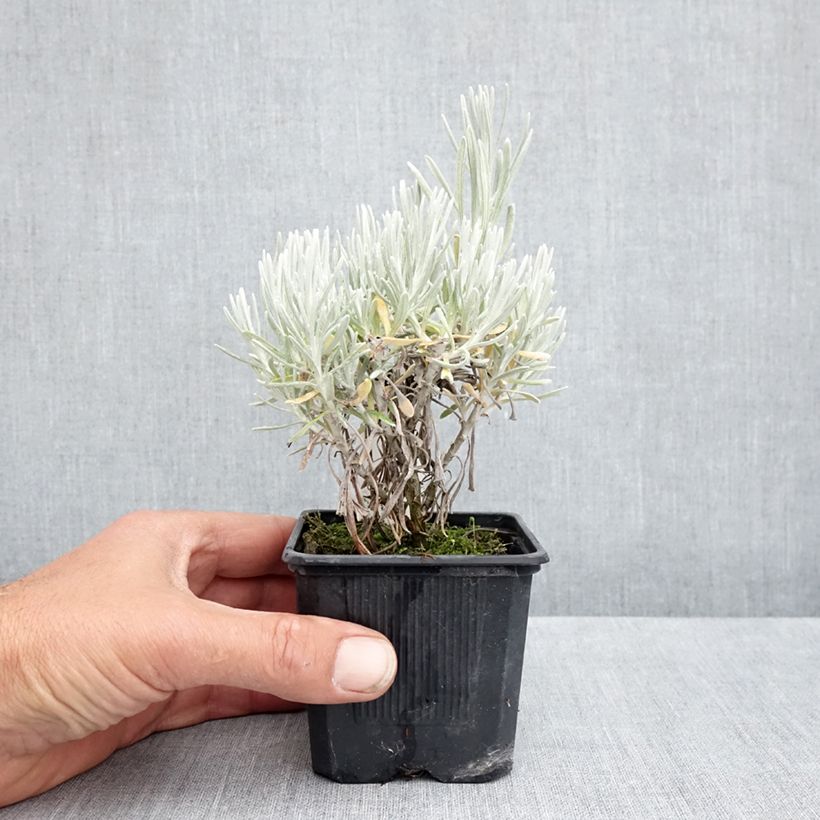 Example of Helichrysum italicum Weisses Wunder - Kerrieplant Kweekpotje van 8/9 cm as you get in printemps